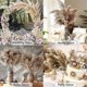 thumbnail image 5 of 30 Stems Dried Pampas Grass,Wild Pampas Grass Fluffy Pampas Floral,17 Inch Bulk Pampas Grass Decor, 5 of 5