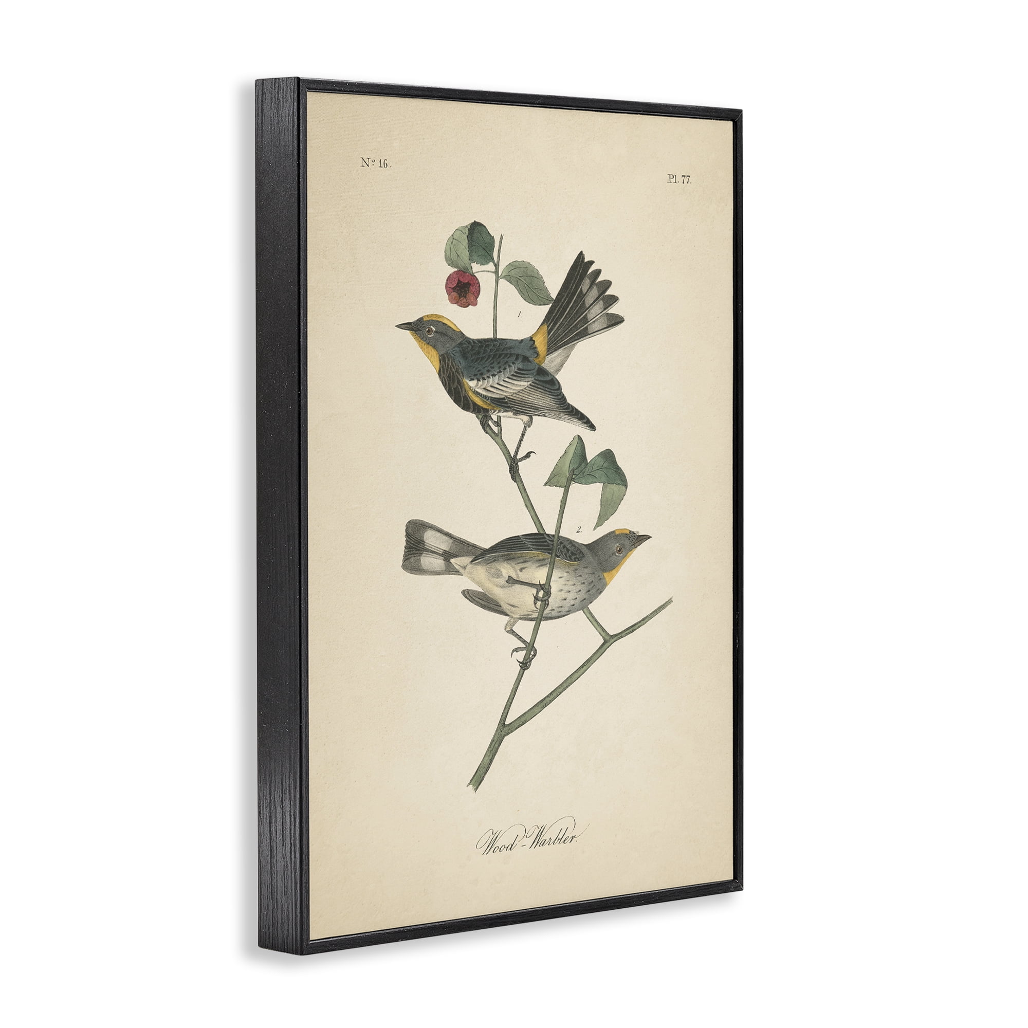 Stupell Industries Vintage Warbler Page Animals & Insects Painting Black Framed Art Print Wall Art, 12 x 18