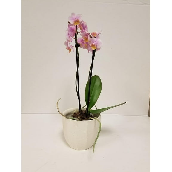 3" Live Pink Orchid in White Ceramic Gift Container