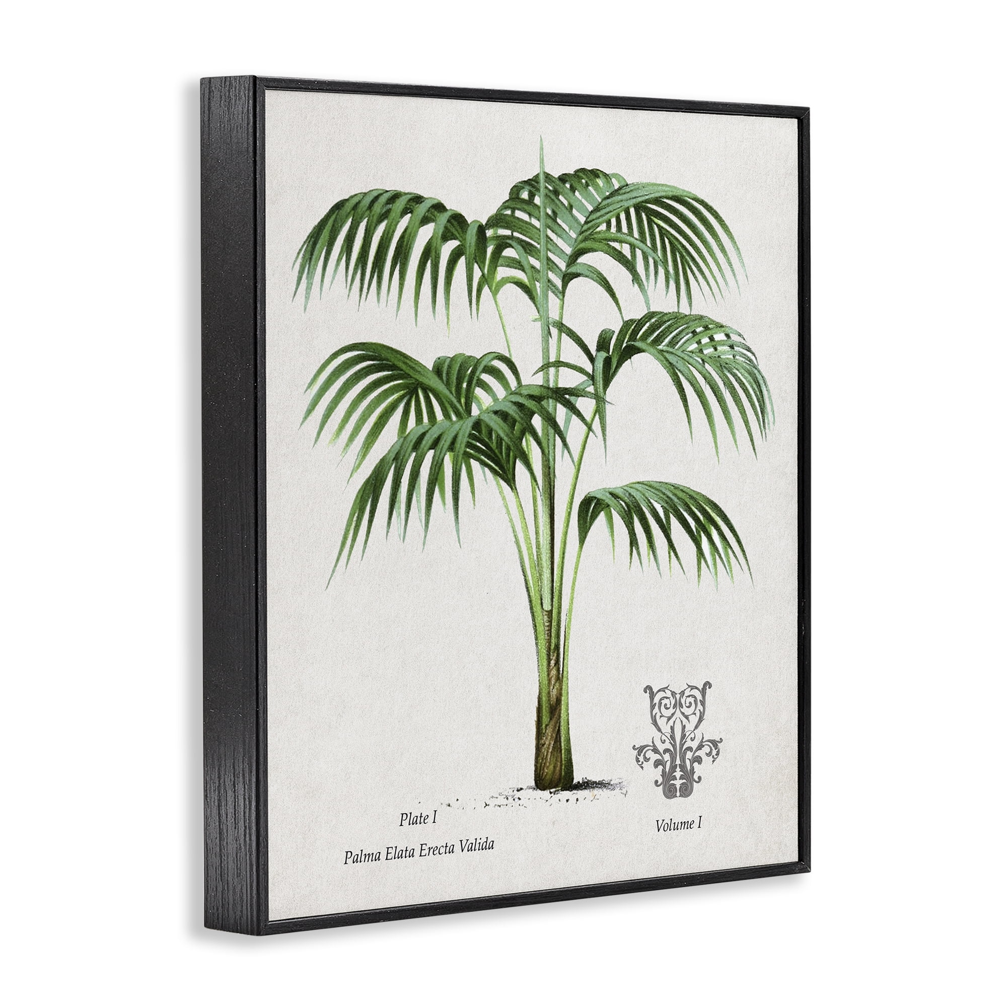 Stupell Industries Natural Palm Study Black Framed Giclee Art, design by Val Rhodes