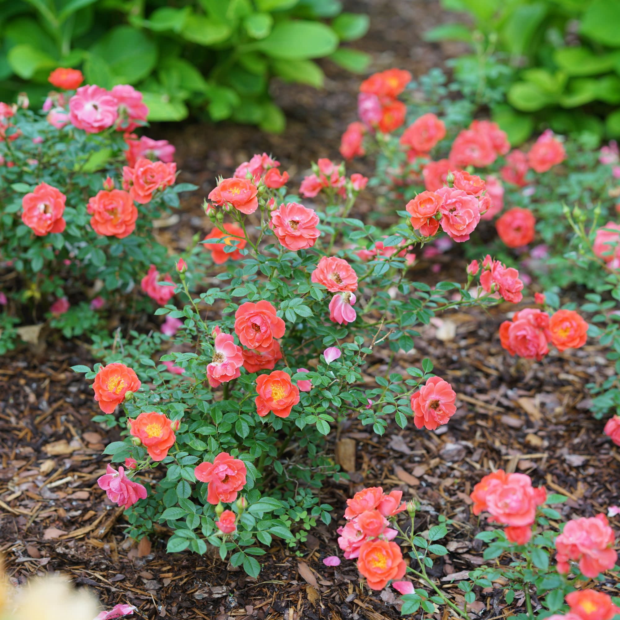 Proven Winners ColorChoice 5" Pink Oso Easy Mango Salsa Rose Live Plant in 4.5" Pot (4 Count)