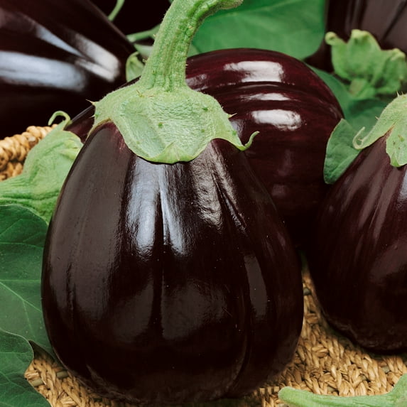 Full Moon F1 Hybrid Eggplant Seeds - 25 Lb Bulk ~2560000 Seeds - Non-GMO, F1 Hybrid - Vegetable Garden - Solanum melongena