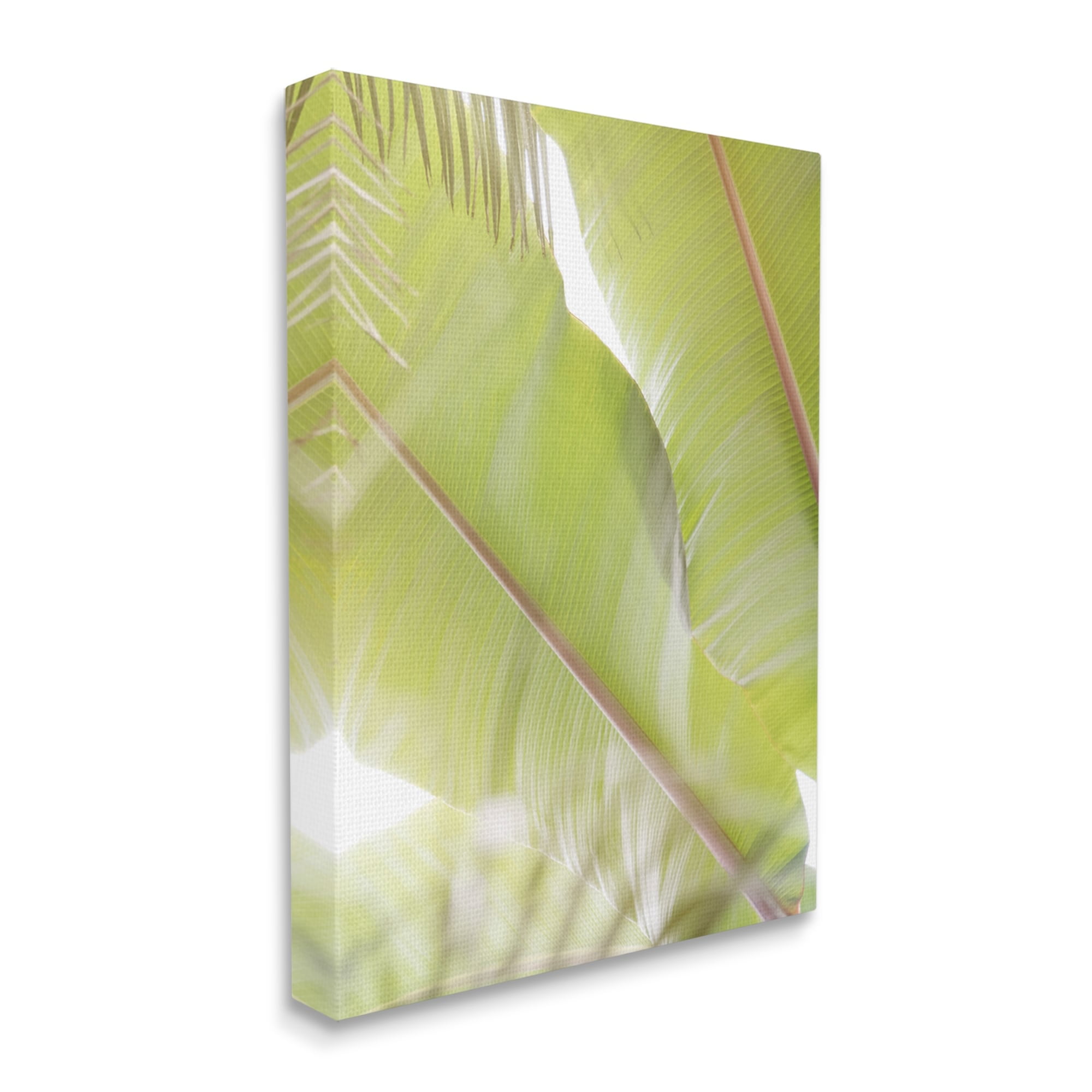 Stupell Tropical Palm Modern View Botanical & Floral Photography Gallery Wrapped Canvas Print Wall Art