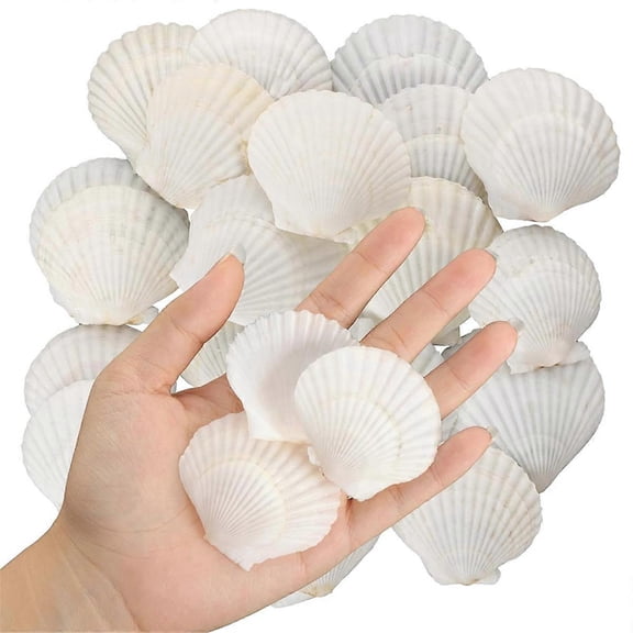 40PCS Natural Scallop Shells 1.4-2.4inch White Small Sea Shells for Crafts Crafting Shell Bulk Real