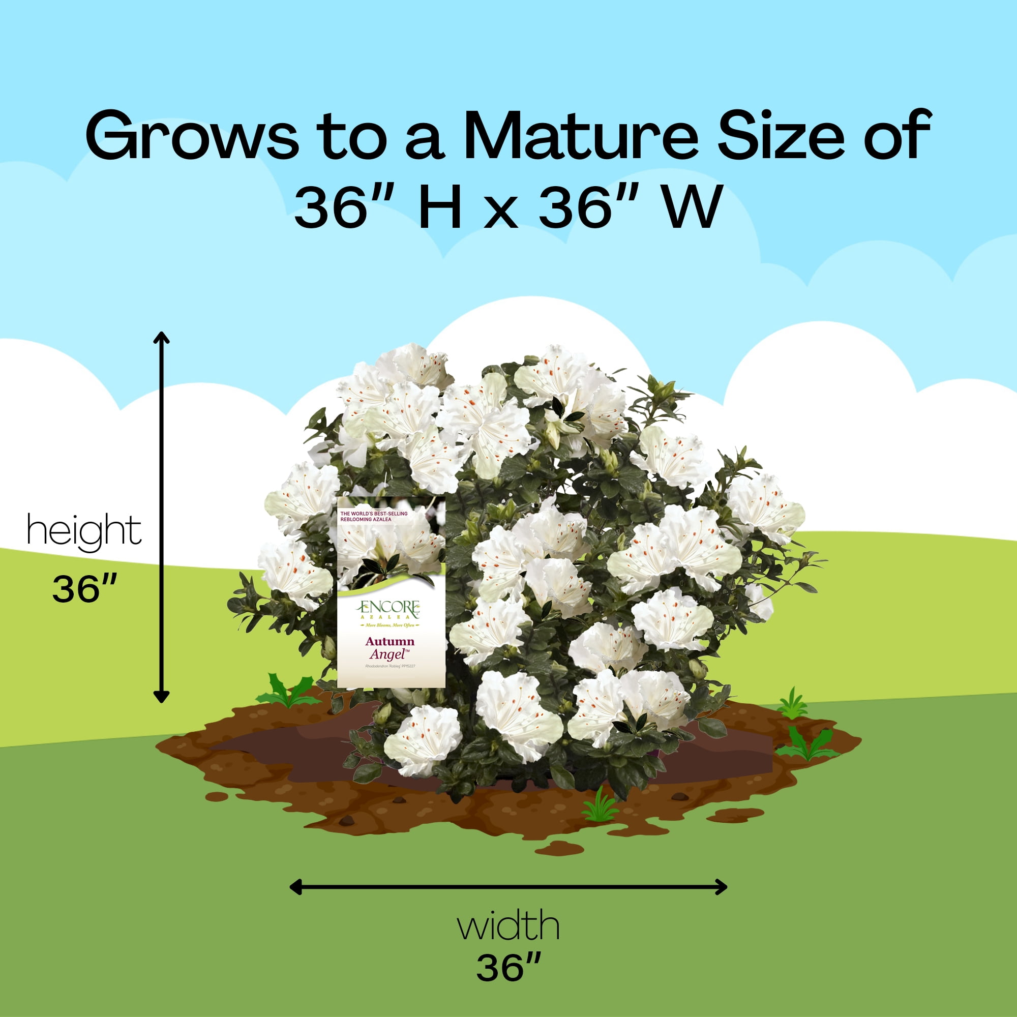 Encore Azalea Autumn Angel Live Shrubs