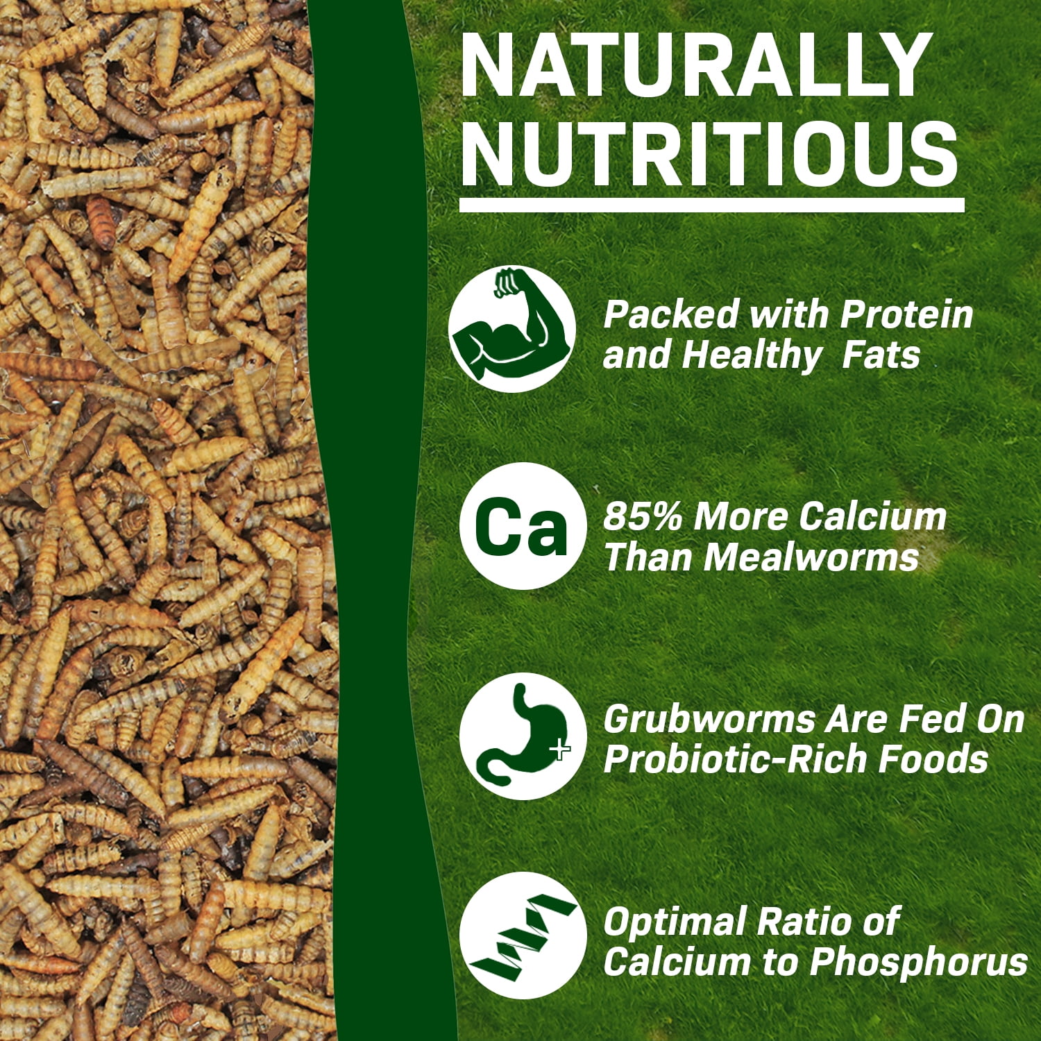Worm Value Pack  (11 lb. Dried Mealworms + 5 lb. Grub-Worms)