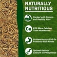 thumbnail image 5 of Exotic Nutrition Dried Black Soldier Fly Larvae 5 lb., 5 of 7