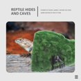 thumbnail image 3 of LEEYNEER Décoration de Rocher Fournitures pour Reptiles Réservoir de Terrarium Peau de Léopard Gecko Cachette de Tortue Cachette de Maison Réservoir Délicat Résine, 3 of 6