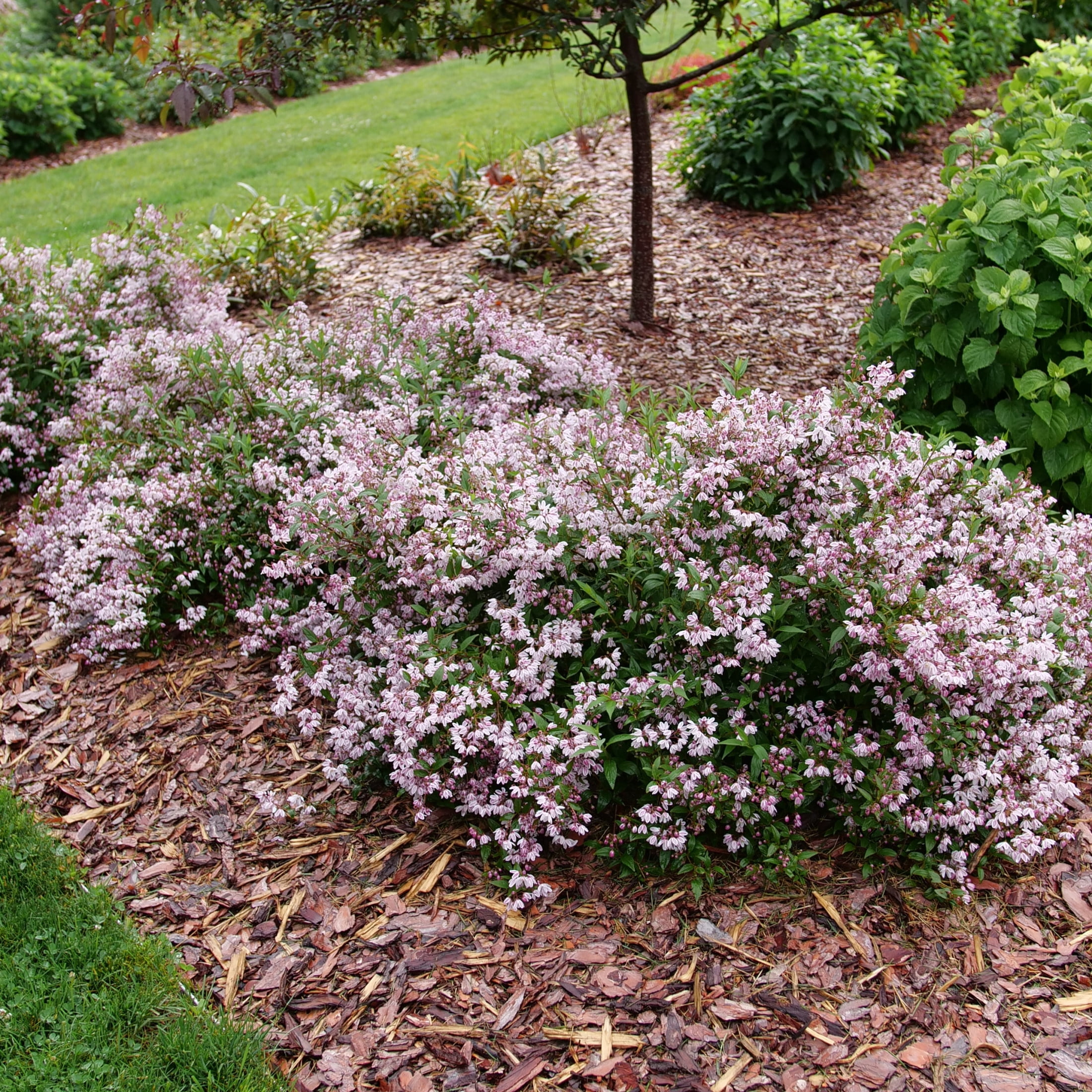 Proven Winners ColorChoice 6" Pink Yuki Kabuki Deutzia Live Plant in 7.5" Pot
