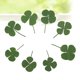 thumbnail image 4 of 12 piezas de trébol de cuatro hojas seco, accesorios de joyería, materiales decorativos DIY para collares, pendientes y pulseras (verde), 4 of 5