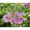 thumbnail image 2 of Desert Willow Tree Seeds - 25+ Seeds to Grow - Beautiful Flowering Willow Tree, 2 of 3
