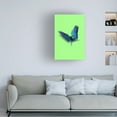thumbnail image 2 of Trademark Fine Art Artem Pozdniakov  Parrot Butterfly Canvas Wall Art, 2 of 4