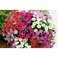 thumbnail image 3 of czcpp-- Petunia Ampelous Triumph Mix Outdoor Annual Garden Cut Flower for Planting, 3 of 4