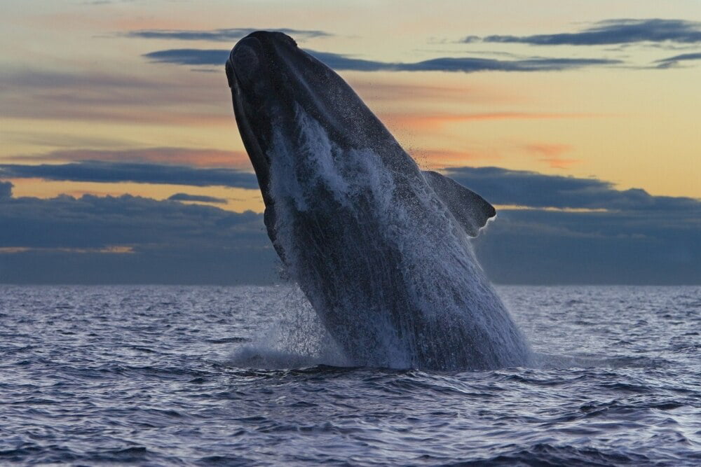 An adult southern right whale breaching the water after ...