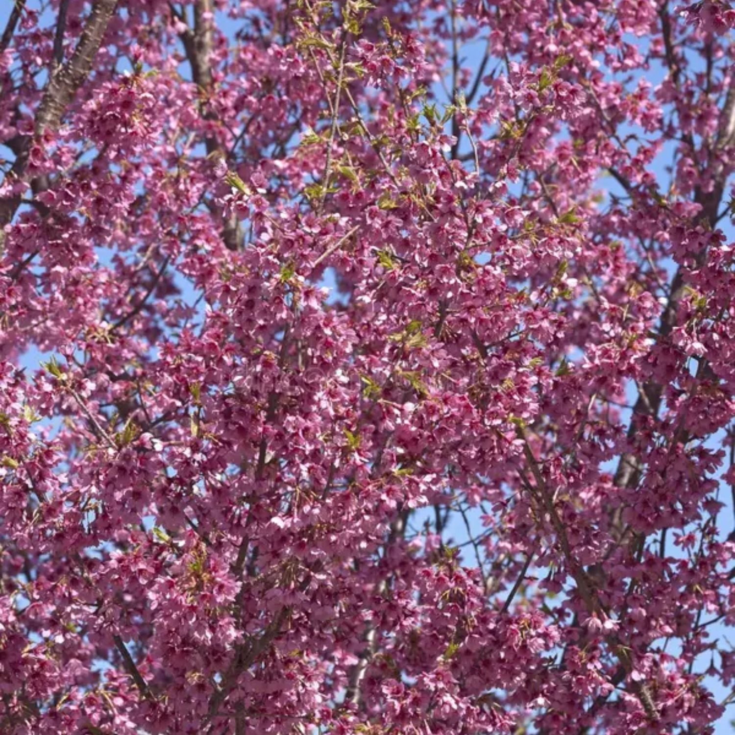 Expert Gardener 4-5' Cherry Flowering First Lady Live Tree in 1 gal. Grower Pot