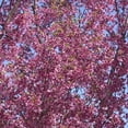 thumbnail image 2 of Expert Gardener 4-5' Cherry Flowering First Lady Live Tree in 1 gal. Grower Pot, 2 of 5