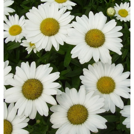 Becky Shasta Daisy - 1 Gallon Perennial