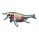 thumbnail image 4 of Modelo de cuerpo animal, exhibición de biología animal, herramienta educativa, juguete de aprendizaje, extraíble. 3106, 4 of 9