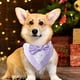 thumbnail image 3 of Bandana formal para perro, boda, collar para perro con pajarita, disfraz de cumpleaños, esmoquin ajustable para fiesta de mascotas, PÚRPURA Zhivalor CPB-SSW514-3, 3 of 5
