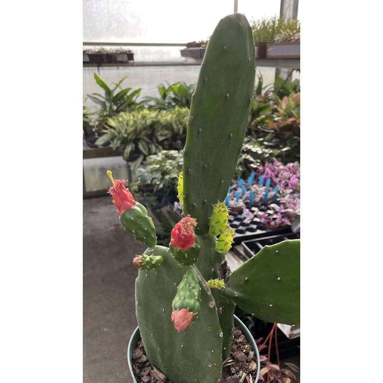 black coral snake plant Black Coral Snake Plant For Sale | PlantingTree.com main image 0