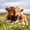 Green Brown, variant on Manfei Farm Highland Cow Shower Curtain 72Wx72L,Vintage Checkered Bathroom Curtain,Brown White