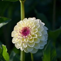 40 Seeds Cherish Dahlia Seeds Pollinator Friendly Heirloom Flower Seeds Mix to Plant