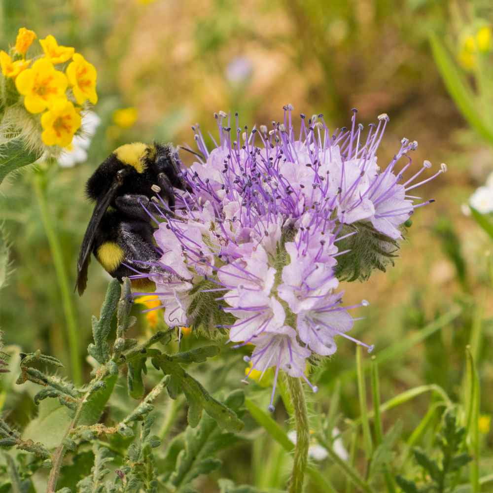 Lacy Phacelia Seeds - Phacelia Tanacetifolia Wildflower Seed - 5 LBS