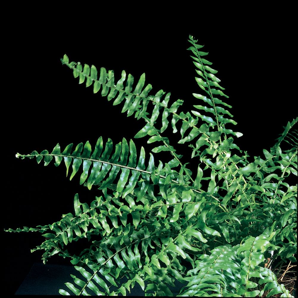 Boston Fern, Living
