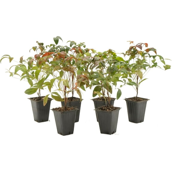 6 Fire Power Heavenly Bamboo, Live Plants (Nandina Domestica) – Vibrant Foliage in 2.5” Nursery Cubes – Striking Fiery Red in Fall & Winter, Low-Maintenance Garden Accent