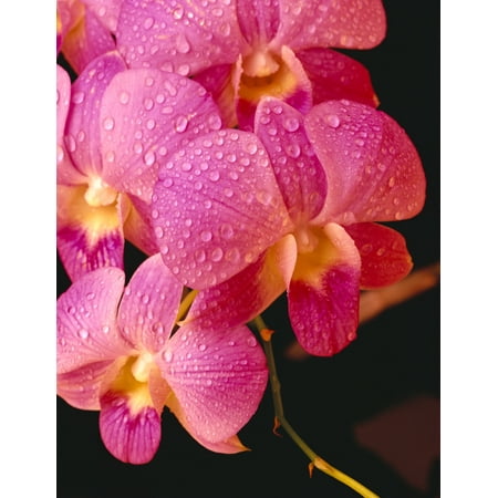 - Close-Up Of Purple Vanda Orchid Flowers On Plant Dew Water Droplets Studio C1664 PosterPrint
