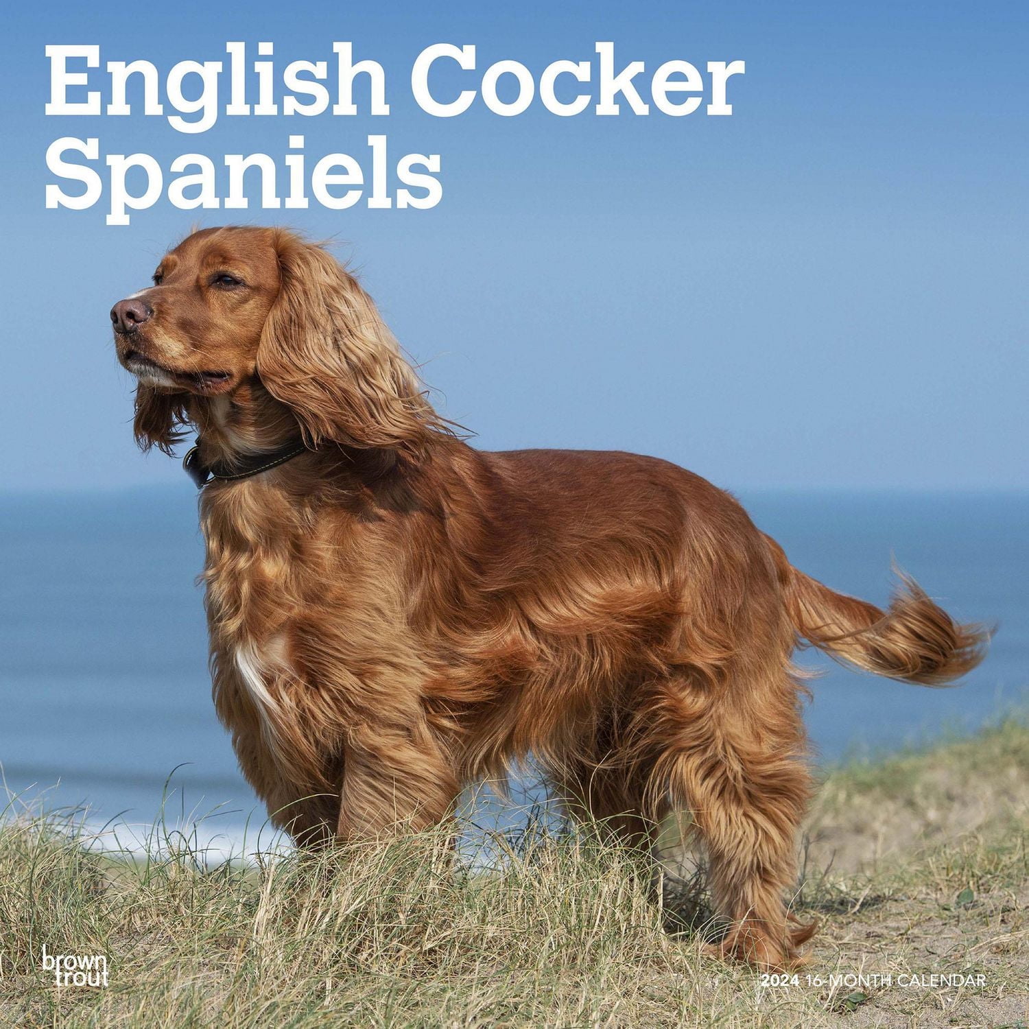 BrownTrout English Cocker Spaniels 2024 12x24 Inch Square Wall Calendar, 9781975467876