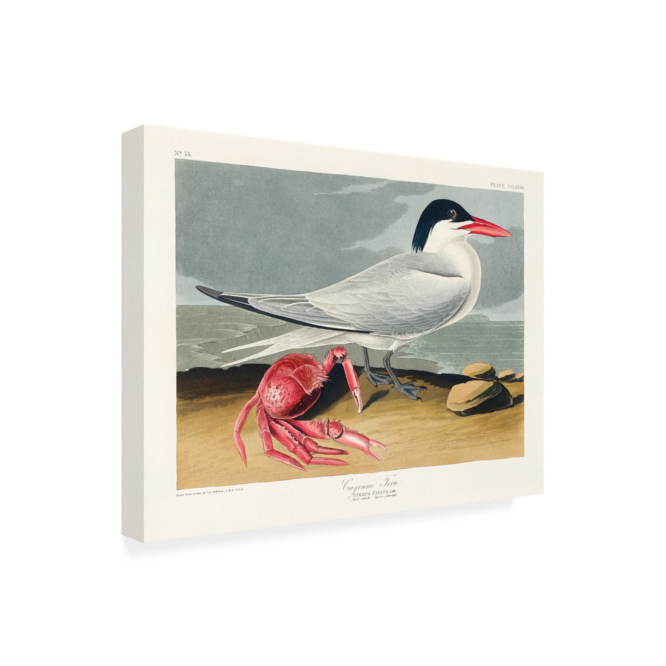 Trademark Fine Art Pictufy   Cayenne Tern From Birds of America 1827 Canvas Wall Art