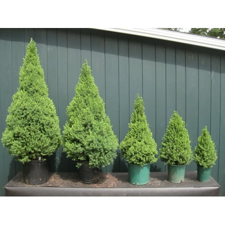 5pot Picea Glauca Conica Sq