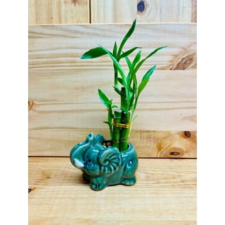 freesia plant Freesia