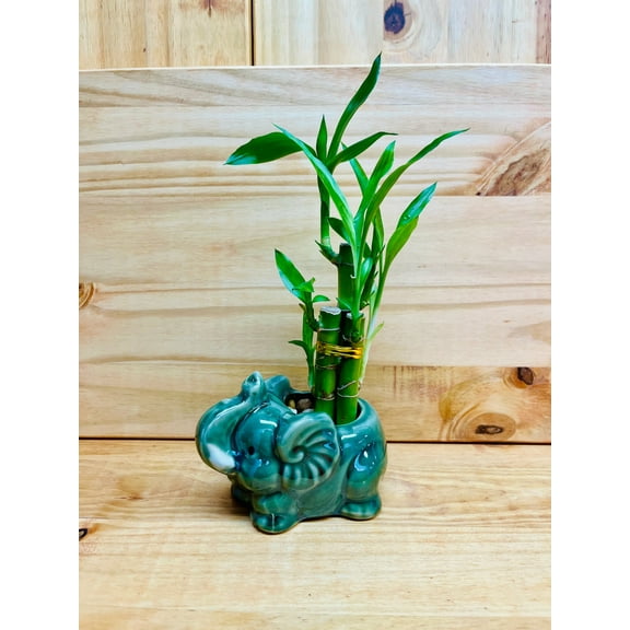 Lucky Bamboo 446 Elephant in Ceramic Vase includes River Rocks