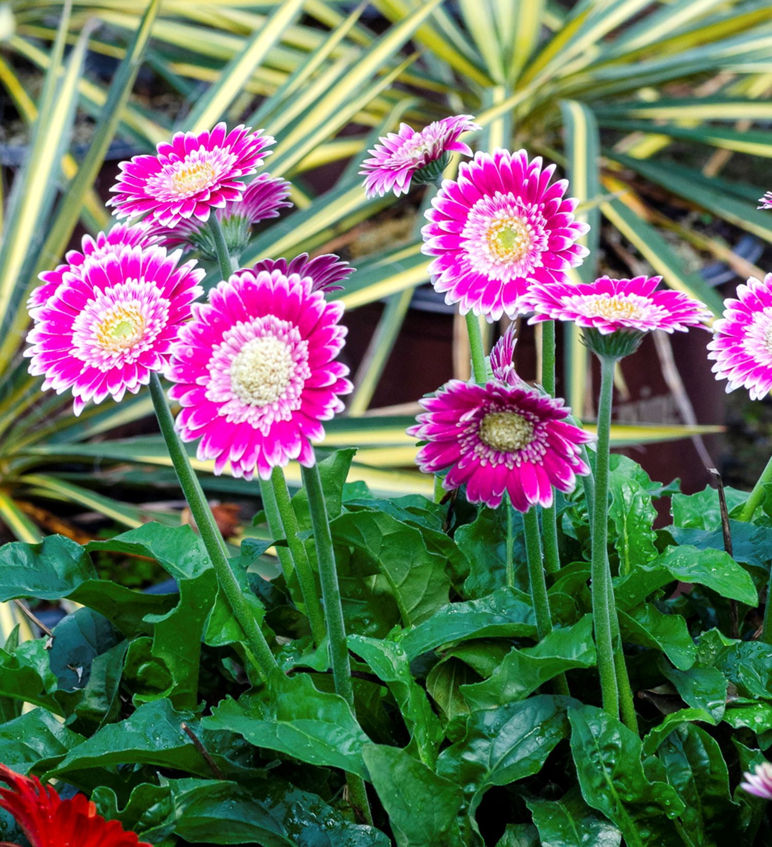 Southern Living Frosted Hot Pink Garden Jewels Gerbera Daisy Live Shrub in 2.5-Quart Grower Pot