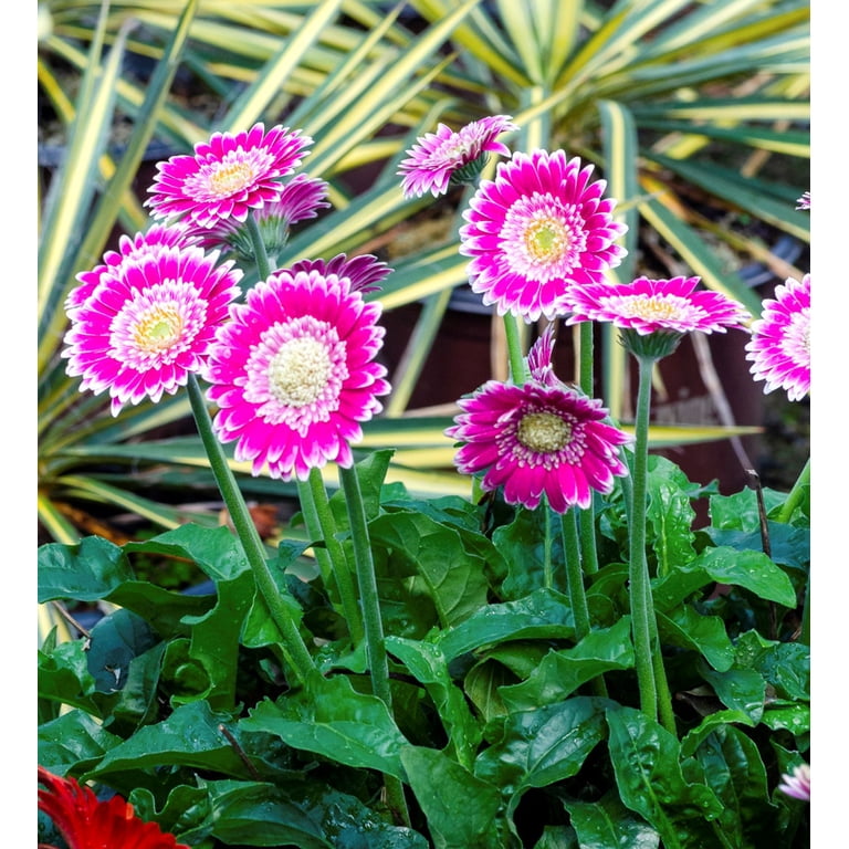 フラワー・ガーデニング ZEROjr Southern Living Frosted Hot Pink Garden Jewels Gerbera Daisy Live