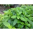 thumbnail image 5 of Longevity Spinach - 40 Live Starter Plants - Gynura Procumbens - Grow Your Own Vegetables and Fruit in The Garden or Patio, 5 of 5