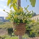 thumbnail image 3 of Coronas de Primavera para la Cesta Colgante de la Flor de la Baya de la Puerta Delantera, Corona de 35 cm para la Decoración Del Hogar Interior Al Aire Libre Señal de Boda Decoraciones de Primavera Pa, 3 of 6