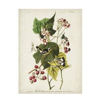 John James Audubon 'Black and Yellow Warbler' Canvas Art