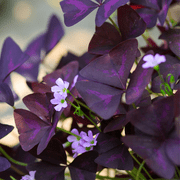 Purple Rain Shamrock - The Love Plant - Edible - Oxalis triangularis - 5 Bulbs