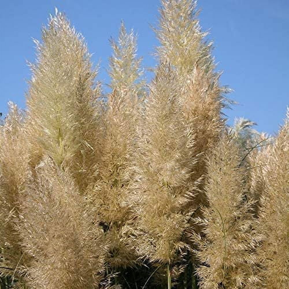 Pampas Grass  Cortaderia Selloana  3 Live Plants  Flowering Ornamental Foliage