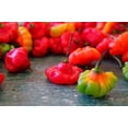thumbnail image 6 of 40 Seeds Red JAMAICAN HOT PEPPER Capsicum Annuum Scotch Bonnet Vegetable Seeds, 6 of 9