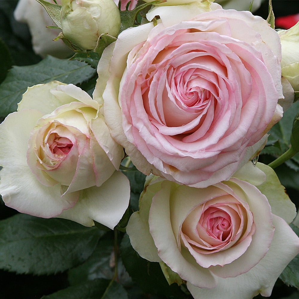 Heirloom Roses Eden® Climbing Plant 10' Pink Climbing Rose Live Plants in 1 Gallon Container