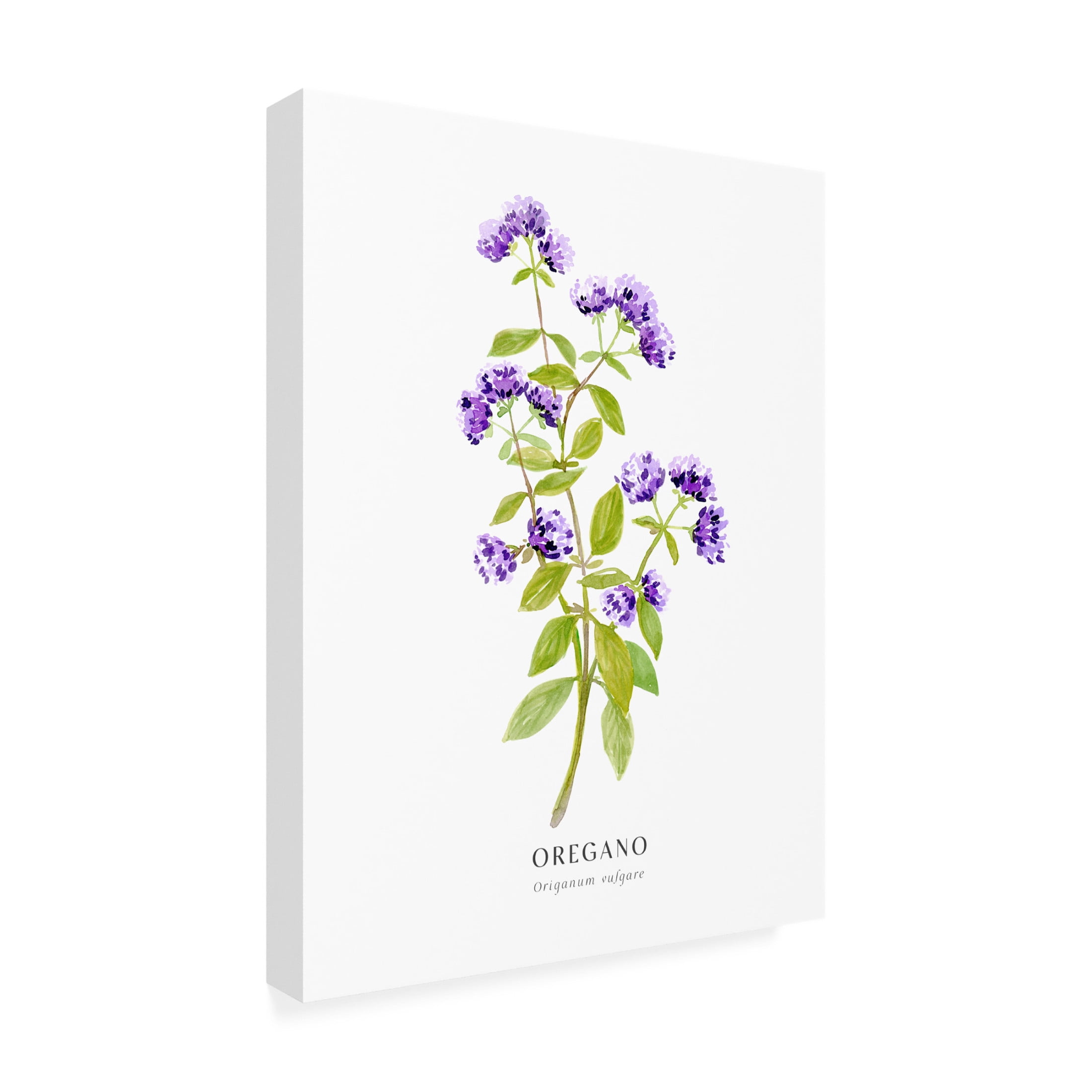 Trademark Fine Art Rosana Laiz Blursbyai Oregano I Canvas Wall Art
