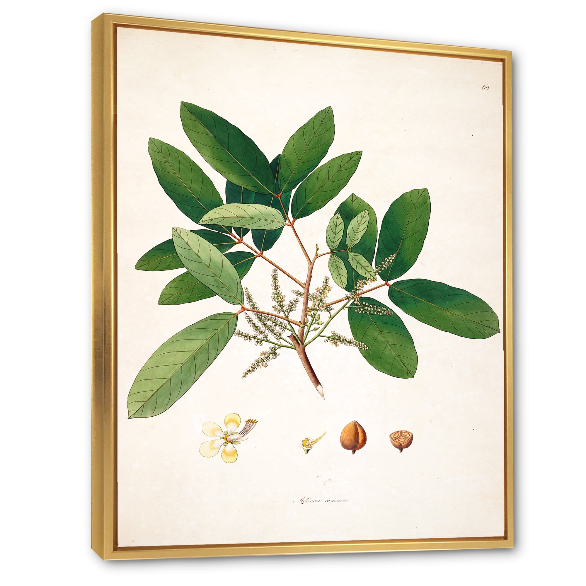 Designart 'Ancient Botanicals II' Farmhouse Framed Canvas Wall Art Print