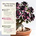thumbnail image 3 of Desert Rose, Shade Plant for Gardens-Easy Grow-Low Maintenance-Ideal for Beds Borders, Plant Pots & Planters, 3 of 5