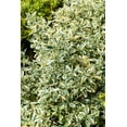 thumbnail image 6 of RedCrocus Silver King Japanese Euonymus | Evergreen Shrub for Borders, Hedges & Containers | Low Maintenance & Deer Resistant 3 Gallon, 6 of 18