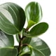 thumbnail image 3 of planta peperomia verde 5", 3 of 5
