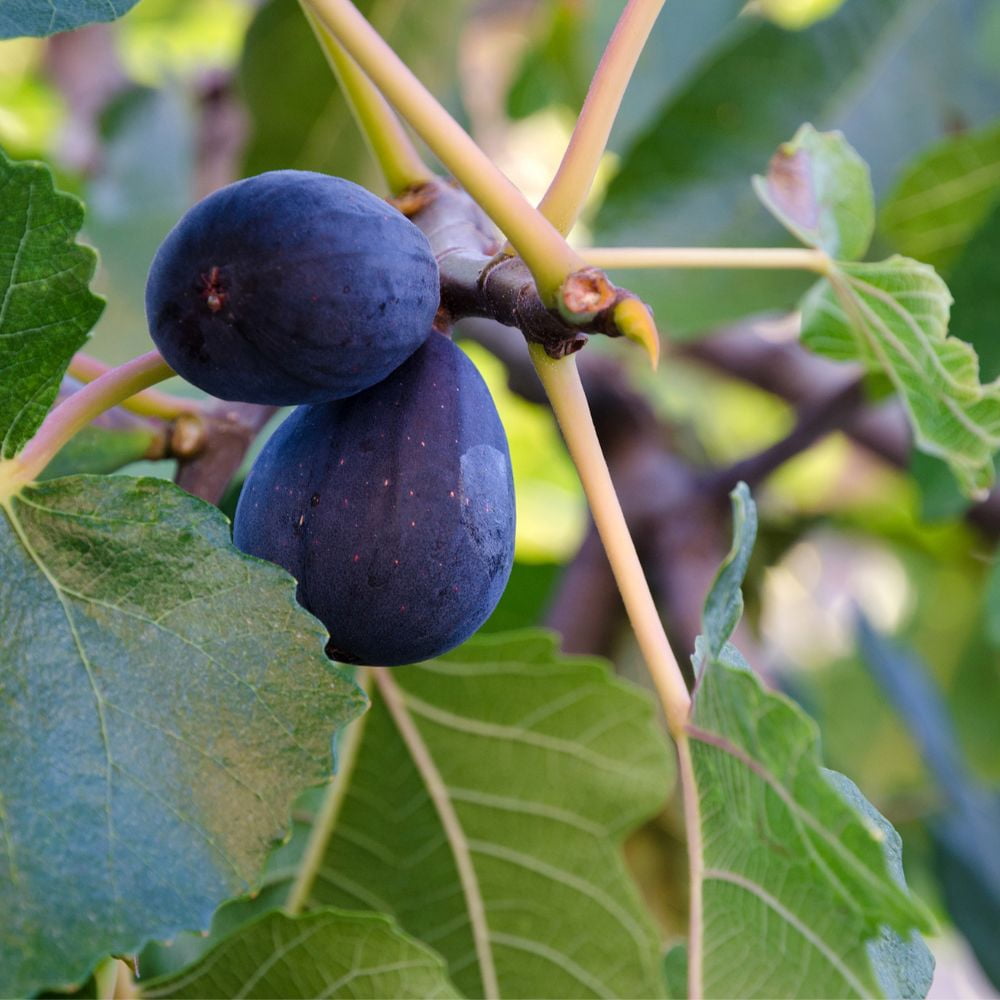 Expert Gardener Black Mission Fig Live Tree, 3-4 ft Tall, 7-Gallon Grower Pot